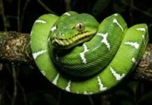 Cobra-papagaio utiliza visão infravermelha para capturar morcegos em voo nas copas mais altas da floresta durante a noite