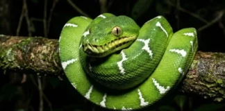 Cobra-papagaio utiliza visão infravermelha para capturar morcegos em voo nas copas mais altas da floresta durante a noite