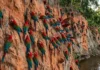 Arara-vermelha consome argila em barreiros para neutralizar toxinas de sementes e complementar minerais na dieta