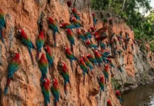 Arara-vermelha consome argila em barreiros para neutralizar toxinas de sementes e complementar minerais na dieta