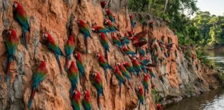 Arara-vermelha consome argila em barreiros para neutralizar toxinas de sementes e complementar minerais na dieta
