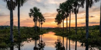 Buriti atua como âncora ecológica para lobos-guarás, araras e comunidades tradicionais como a "árvore da vida" no Cerrado