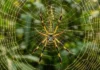 Aranha de teia dourada produz na Amazônia seda cinco vezes mais resistente que o aço e revoluciona a engenharia de materiais