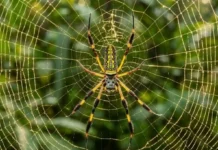 Aranha de teia dourada produz na Amazônia seda cinco vezes mais resistente que o aço e revoluciona a engenharia de materiais