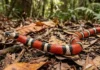Falsa-coral mimetiza padrão de cores da coral-verdadeira como estratégia evolutiva para afastar ameaças e sobreviver na floresta