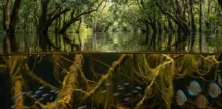 Origem tupi da palavra igapó traduz a mecânica das águas e descreve a floresta amazônica que passa metade do ano debaixo d'água