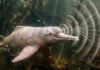 Gravações de bioacústica subaquática revelam que o boto-cor-de-rosa possui comunicação social vasta e complexa nos rios da Amazônia