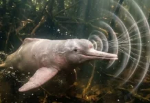 Gravações de bioacústica subaquática revelam que o boto-cor-de-rosa possui comunicação social vasta e complexa nos rios da Amazônia