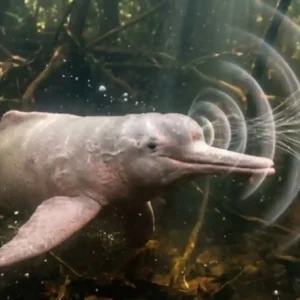 Gravações de bioacústica subaquática revelam que o boto-cor-de-rosa possui comunicação social vasta e complexa nos rios da Amazônia