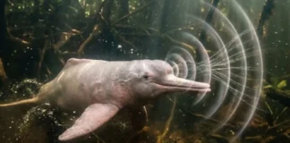 Gravações de bioacústica subaquática revelam que o boto-cor-de-rosa possui comunicação social vasta e complexa nos rios da Amazônia
