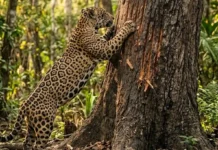 Onça-pintada marca troncos com arranhões de profundidade proporcional ao seu tamanho como sistema de comunicação visual para evitar combates territoriais