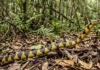 Caninana atinge velocidade de perseguição rara entre serpentes e destaca-se por caça ativa em vez de emboscada