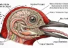 Pica-pau utiliza estrutura óssea craniana e língua envolvente como sistema de amortecimento mecânico para proteger o cérebro de impactos repetidos