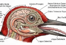 Pica-pau utiliza estrutura óssea craniana e língua envolvente como sistema de amortecimento mecânico para proteger o cérebro de impactos repetidos
