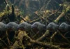 Piranha-preta gerencia agressividade através de hierarquia visual e só ativa ataques em massa sob estresse de seca e escassez
