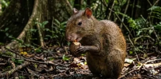 Cutia atua como engenheira florestal ao enterrar castanhas-do-pará e esquecer sementes que dão origem a árvores gigantes na Amazônia
