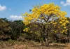 Ipê-amarelo floresce justamente na seca, quando a copa está nua, para atrair polinizadores de longe na Amazônia