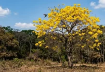 Ipê-amarelo floresce justamente na seca, quando a copa está nua, para atrair polinizadores de longe na Amazônia