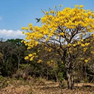 Ipê-amarelo floresce justamente na seca, quando a copa está nua, para atrair polinizadores de longe na Amazônia