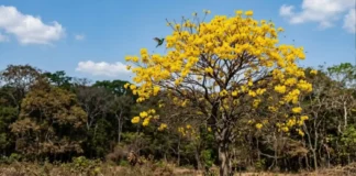 Ipê-amarelo floresce justamente na seca, quando a copa está nua, para atrair polinizadores de longe na Amazônia