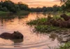 Capivara vive em grupos familiares de até vinte indivíduos organizados por um macho dominante que protege o território na água