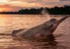 Boto do Araguaia-Tocantins o golfinho fluvial isolado do mundo por corredeiras e barragens artificiais