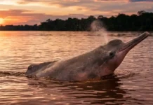 Boto do Araguaia-Tocantins o golfinho fluvial isolado do mundo por corredeiras e barragens artificiais