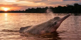 Boto do Araguaia-Tocantins o golfinho fluvial isolado do mundo por corredeiras e barragens artificiais