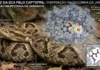 Peçonha de serpente brasileira deu origem ao Captopril, medicamento que revolucionou o controle da pressão arterial no mundo
