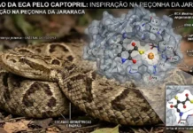 Peçonha de serpente brasileira deu origem ao Captopril, medicamento que revolucionou o controle da pressão arterial no mundo