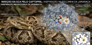 Peçonha de serpente brasileira deu origem ao Captopril, medicamento que revolucionou o controle da pressão arterial no mundo