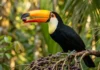 Tucano engole frutos inteiros e espalha sementes a grandes distâncias, atuando como motor da regeneração florestal