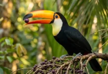 Tucano engole frutos inteiros e espalha sementes a grandes distâncias, atuando como motor da regeneração florestal