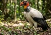 Urubu-rei utiliza bico monumental para rasgar couro de grandes carcaças e dita a hierarquia das aves carniceiras na floresta