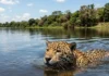 Onça-pintada nada rios largos com facilidade e caça jacarés dentro da água usando uma mordida que perfura o crânio