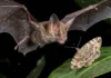 Morcegos da Amazônia utilizam ecolocalização ultrassônica de alta definição para caçar insetos pelo batimento das asas na escuridão