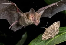 Morcegos da Amazônia utilizam ecolocalização ultrassônica de alta definição para caçar insetos pelo batimento das asas na escuridão