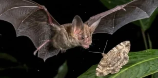 Morcegos da Amazônia utilizam ecolocalização ultrassônica de alta definição para caçar insetos pelo batimento das asas na escuridão