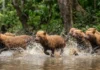 Cachorro-vinagre é o único canídeo da Amazônia que caça em bando e persegue presas dentro da água