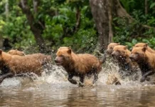 Cachorro-vinagre é o único canídeo da Amazônia que caça em bando e persegue presas dentro da água