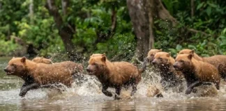 Cachorro-vinagre é o único canídeo da Amazônia que caça em bando e persegue presas dentro da água