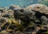 Cágado-de-barbicha utiliza barbelas no queixo como camuflagem tátil e visual para desfigurar o perfil da cabeça durante a caça de emboscada