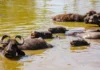 A travessia líquida: rota fluvial de 3 horas entre Belém e Marajó descortina o espetáculo dos búfalos nadadores nos campos alagados