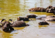 A travessia líquida: rota fluvial de 3 horas entre Belém e Marajó descortina o espetáculo dos búfalos nadadores nos campos alagados