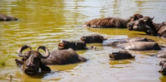 A travessia líquida: rota fluvial de 3 horas entre Belém e Marajó descortina o espetáculo dos búfalos nadadores nos campos alagados