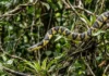 Caninana: a impressionante agilidade da serpente mais rápida do Brasil na caça noturna e arbórea