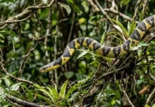 Caninana: a impressionante agilidade da serpente mais rápida do Brasil na caça noturna e arbórea