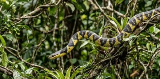 Caninana: a impressionante agilidade da serpente mais rápida do Brasil na caça noturna e arbórea