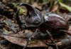 Besouro-rinoceronte ergue até 850 vezes o próprio peso e utiliza chifre monumental em duelos territoriais por fêmeas no solo
