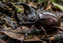 Besouro-rinoceronte ergue até 850 vezes o próprio peso e utiliza chifre monumental em duelos territoriais por fêmeas no solo